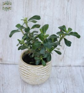 Adenium obesum Anouk sivaagi rózsa kaspóval
