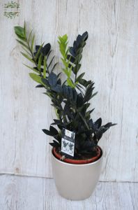 Zámia Black Raven in Pot