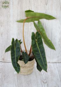 Philodendron billietiae im Topf