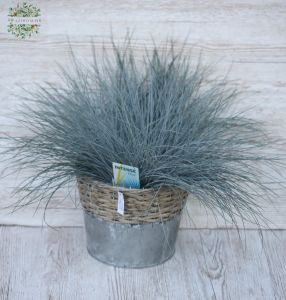 Festuca Gl Intense Blue gross, im Topf