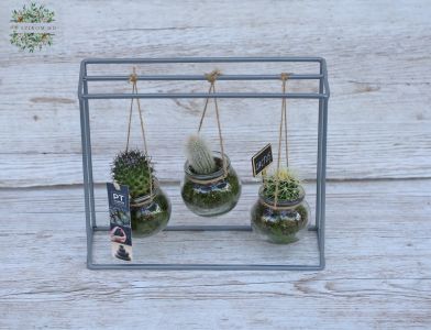 Cacti swing :)