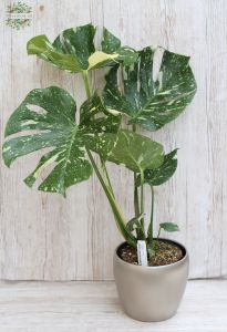 Monstera deliciosa 'Thai Constelation' in pot, 70cm