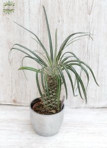 Pachipodium in pot, 40cm