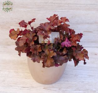 Heuchera 'Boysenberry' in pot