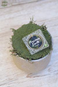 Moss garden plant