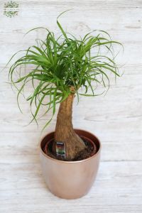 Nolina with pot (55cm)