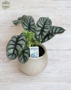 Alocasia dragon scale mit Kaspo (40cm)