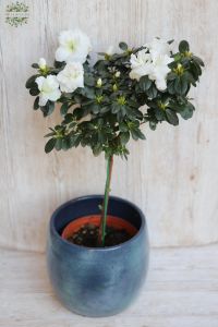 Azaleas with white flowers and pot