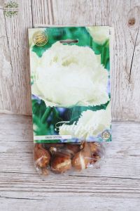 Tulip bulbs