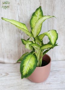 Buzogányvirág Dieffenbachia kaspóval (45cm)