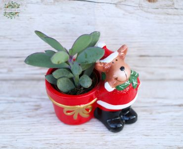 Sukkulente Weihnachtsmanntopf