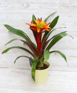 Guzmania