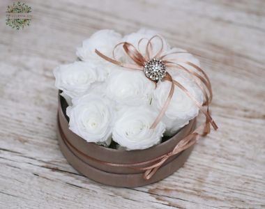 Weiße ewige Rosen in Plüschbox (8 Stängel)