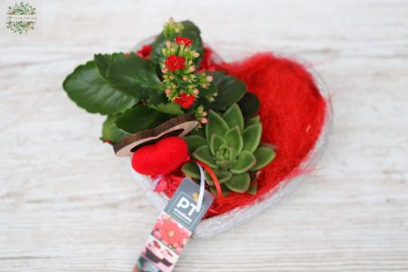 Plant arrangement in heart pot with kalanchoe and echeveria 