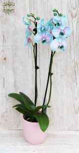 Phalaenopsis kék orchidea kaspóval