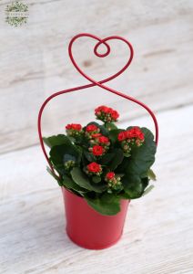 Kalanchoe im Herztopf 32cm hoch, weiß oder rot