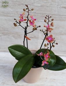 Phalaenopsis multiflora scented, orange color