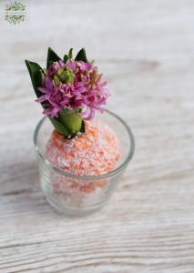 Hyacinth waxed bulb 10cm