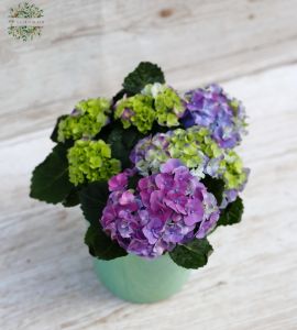 Kleine Hortensie mit Topf, 20 cm hoch