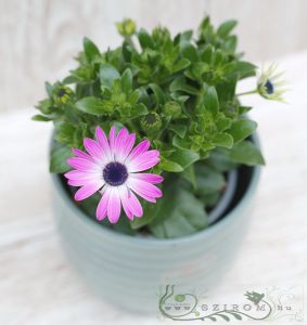 cseppecskevirág Osteospermum kaspóban (kinti)