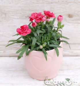 gardencarnation in a pot (outside)