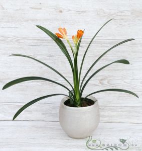 Clivia miniata im Keramik-Topf