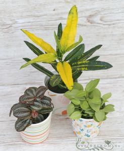 variant small plant is pot (1 pc)