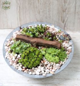 Sempervivum bowl