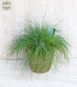 Festuca (Garten)