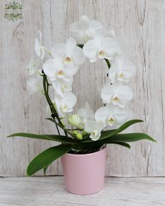 Oval orchid in pot