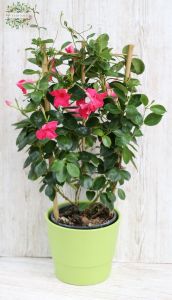 Mandevilla in pot