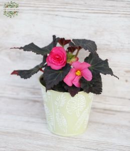 Begonia Dark