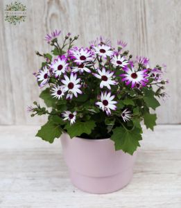 Pericallis C Senettio in pot