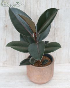 Ficus elastica Abidjan im Topf