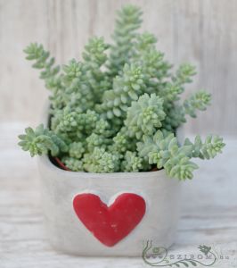 Sedum burrito (szobanövény)