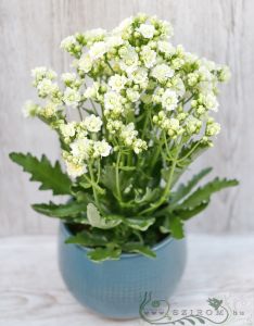 a tall Kalanchoe, white (30cm)