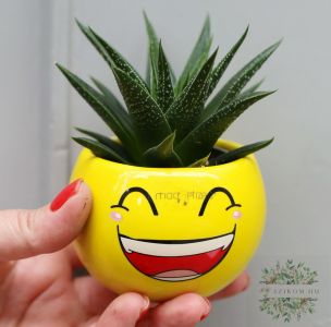 succulent plant in pot with smiling smile (10cm)