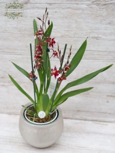 Burrageara orchid in a pot