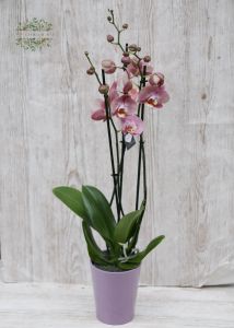 Phalaenopsis orchidea kaspóval
