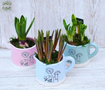 spring floweing plant in a mug (1pc)