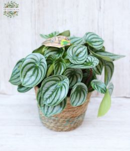 variegated Peperomia in pot