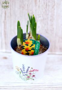 NArcisse im Topf