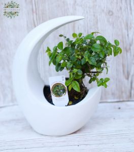 Bonsai in einem weißen, mondförmigen Topf