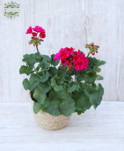 pinker-roter Geranium im Topf