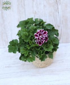 Englisch Geranium im Topf