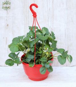 Kontinuierlich wachsende Erdbeeren in einem Hängetopf