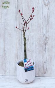 pink bark Mount Aso