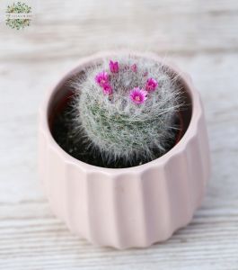Mammillaria cactee with pot