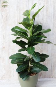 Ficus microcarpa with pot  (75cm)