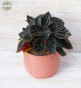 Peperomia Rojo with pot